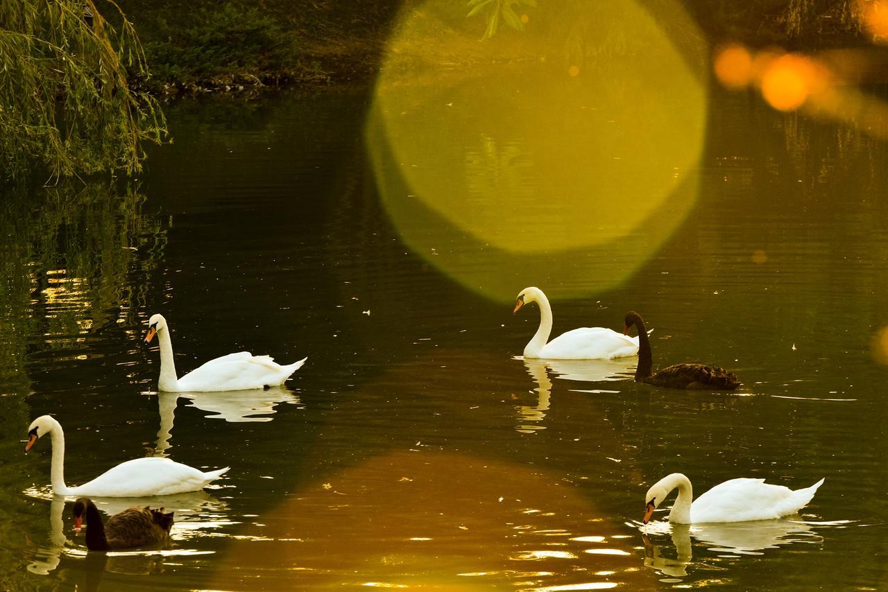 Lacul Verde Resort Ploieşti Kültér fotó