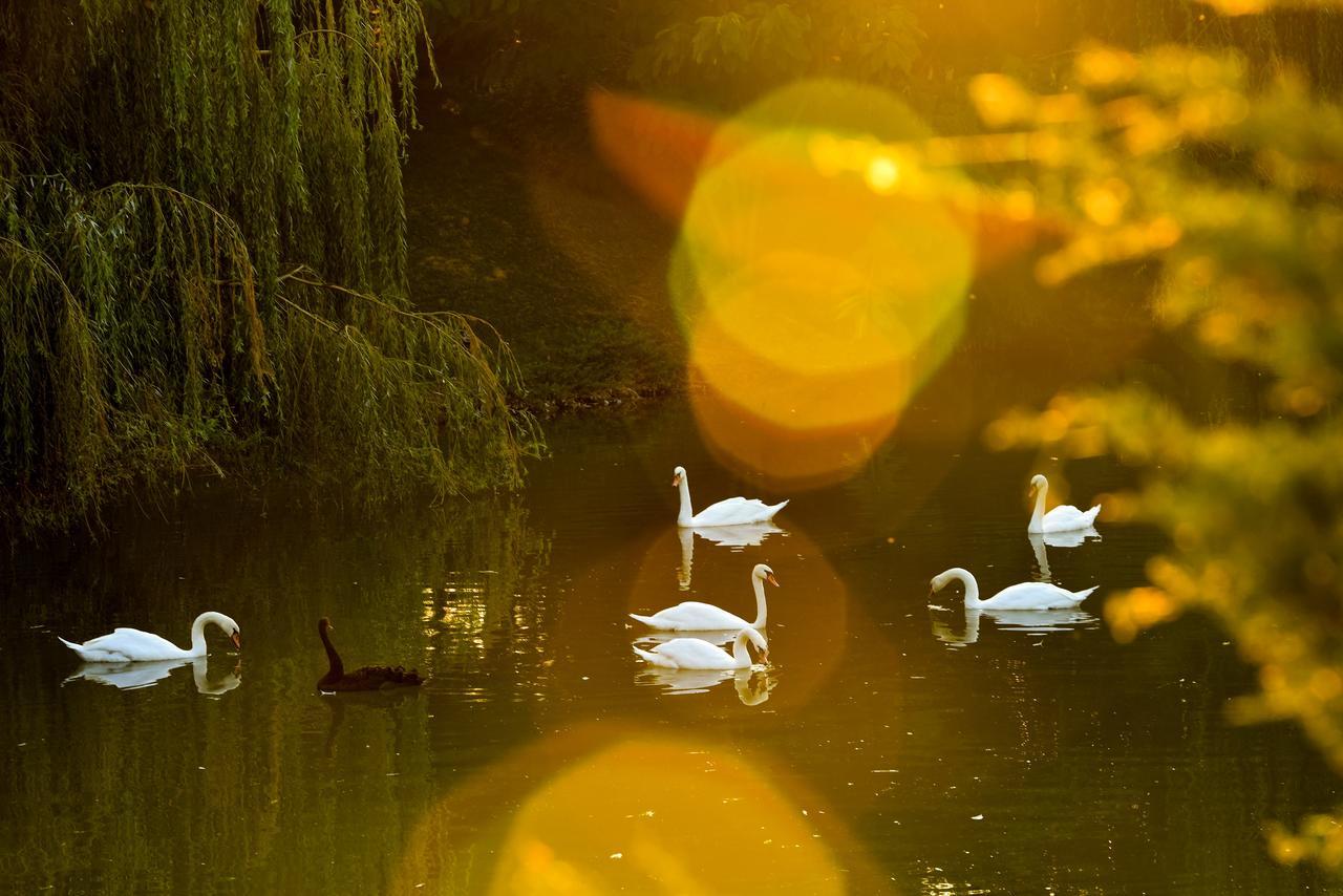 Lacul Verde Resort Ploieşti Kültér fotó